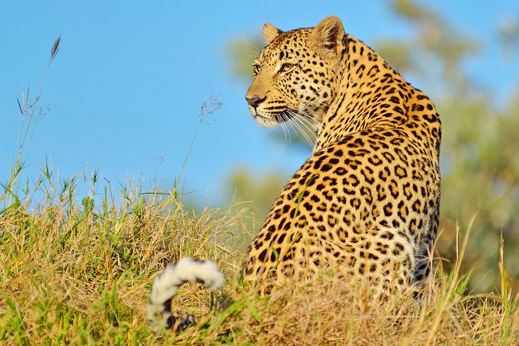 Leopard in Sabi Sands