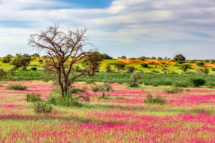 Wildflowers in the Green Kalahari