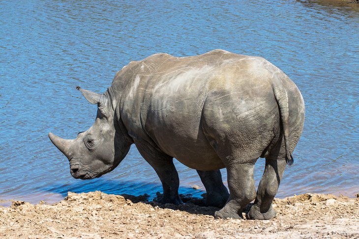 Rhinoceros at a drinking hole in the Kragga Kamma Game Park
