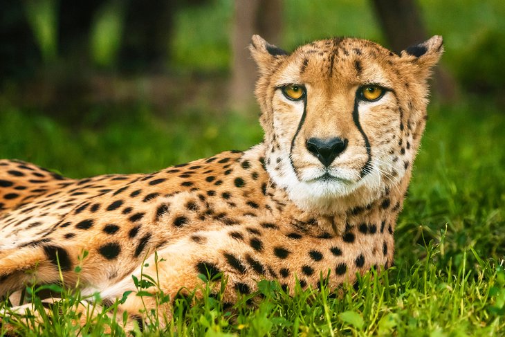 Ann van Dyk Cheetah Centre