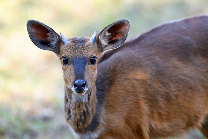 Bushbuck in the Moreleta Kloof Nature Reserve