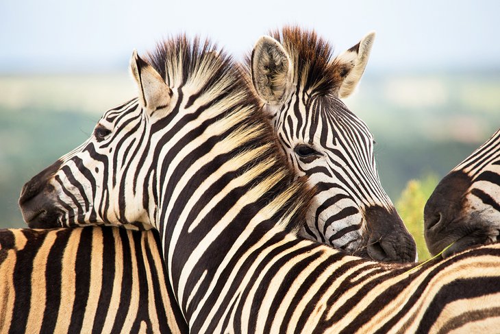 Zebras in the Gondwana Game Reserve