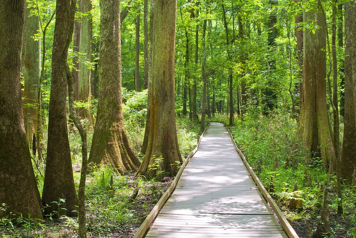 Boardwalk through cypress trees at Congaree National Park