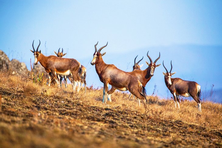 Blesbok antelopes in the Malolotja Nature Reserve, Swaziland