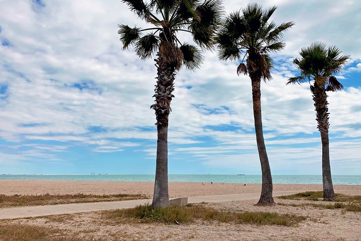 Palm trees on North Beach
