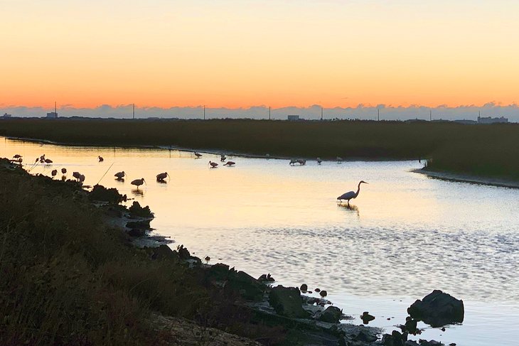 Birds at sunset in Galveston