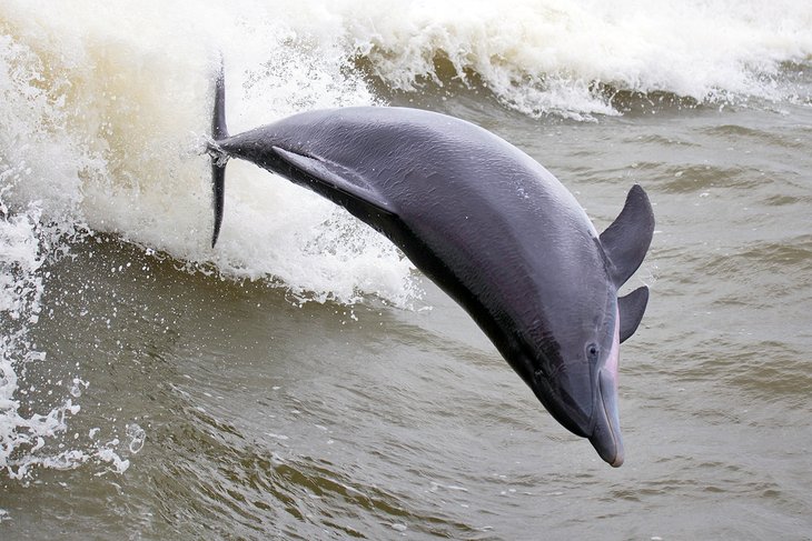 Leaping dolphin off Galveston