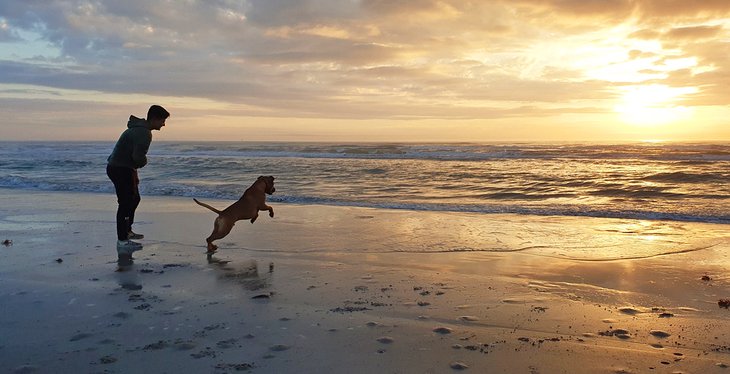 Dog playing at sunset on the Padre Island National Seashore