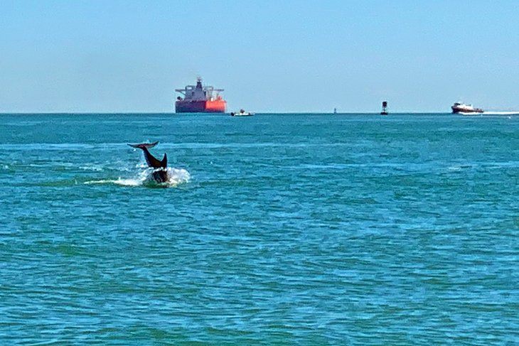 Dolphin in Port Aransas