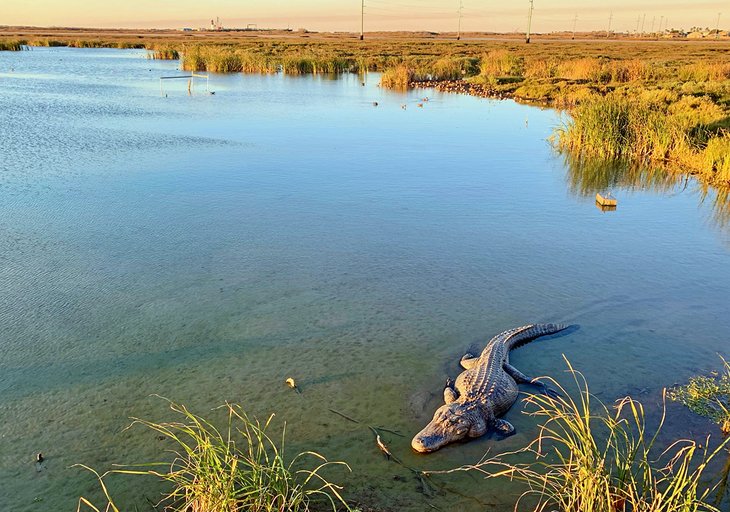 15 cosas mejor valoradas para hacer en Port Aransas, TX