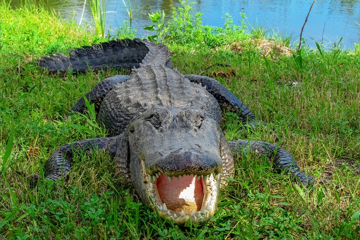 Alligator in the Aransas National Wildlife Refuge