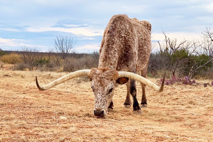 Longhorn in San Angelo State Park