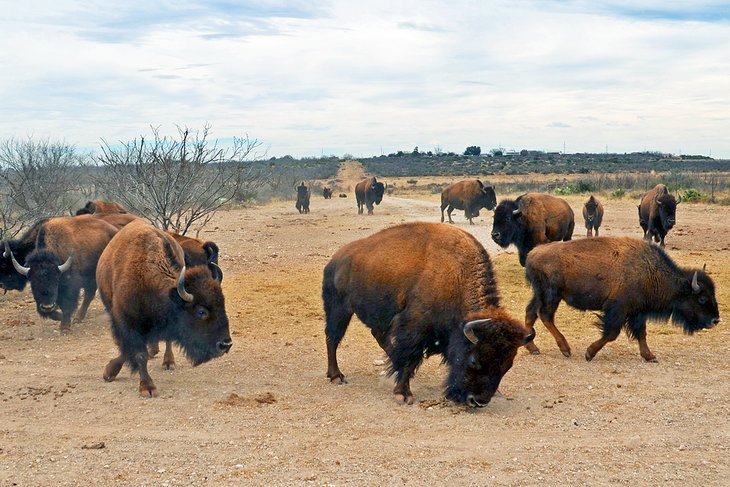 Bison herd in San Angelo State Park
