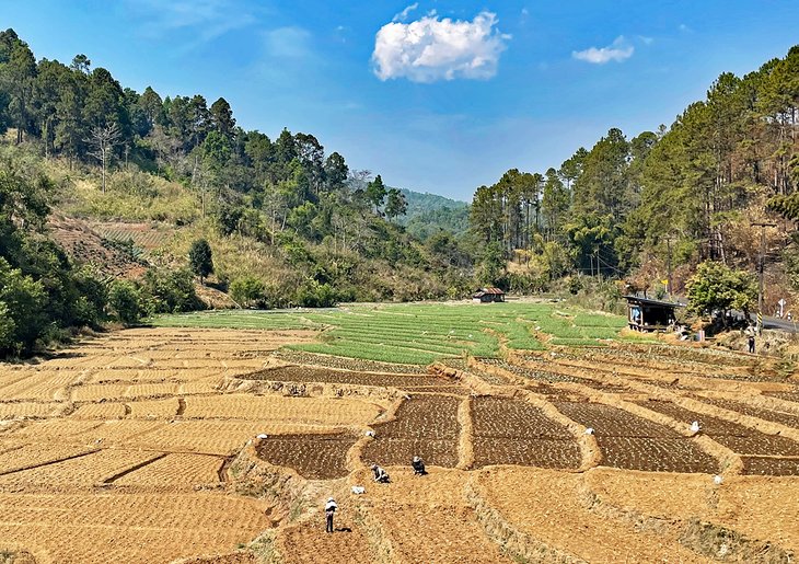 Rice field on the Mae Hong Son Loop