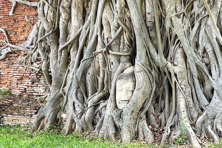 Capul lui Buddha în rădăcini la Wat Phra Mahathat