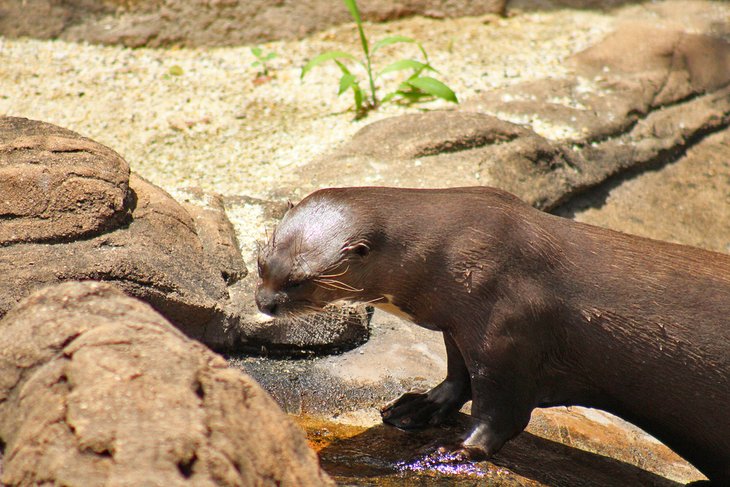 River Otter at the Emperor Valley Zoo, Trinidad