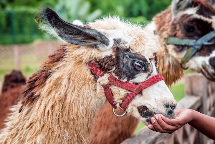 Feeding a llama at the Safari Eco Park