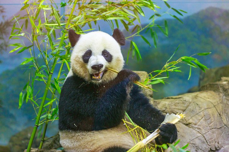 Giant panda at Smithsonian's National Zoo