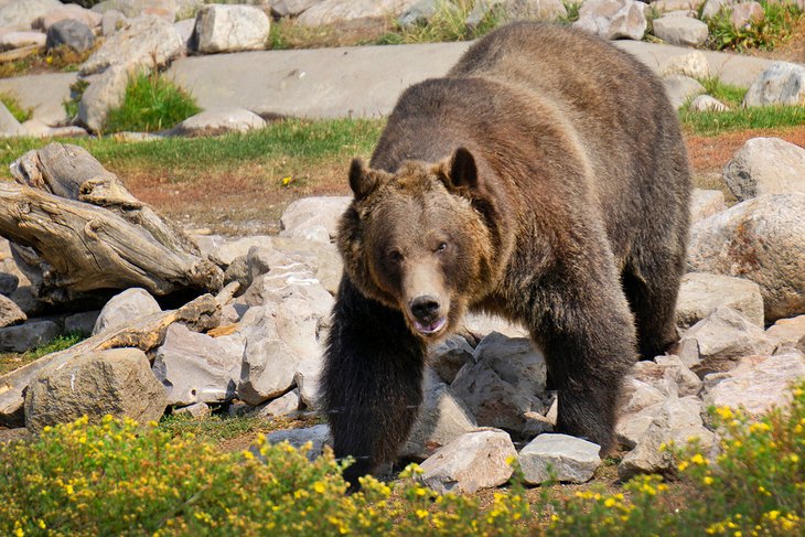 Grizzly and Wolf Discovery Center