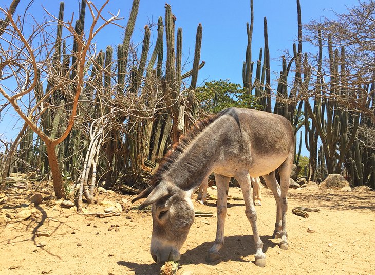 Donkey Sanctuary of Aruba