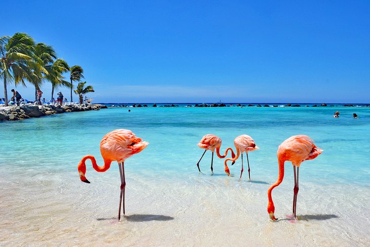 Flamingos on Renaissance Island