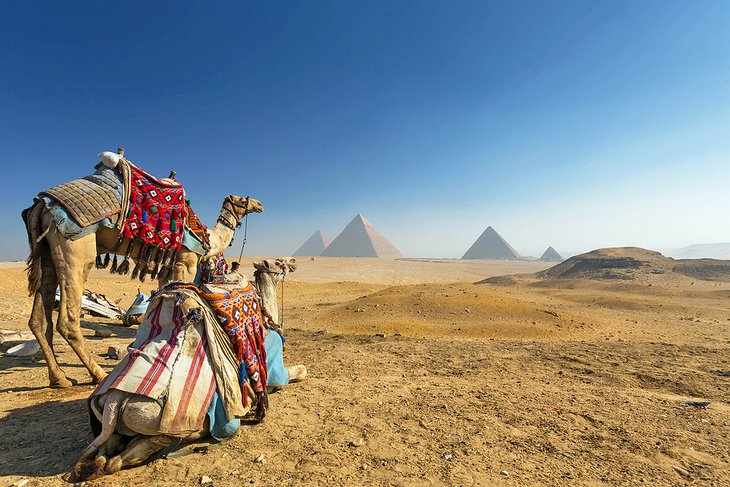 Camels in front of the Pyramids of Giza