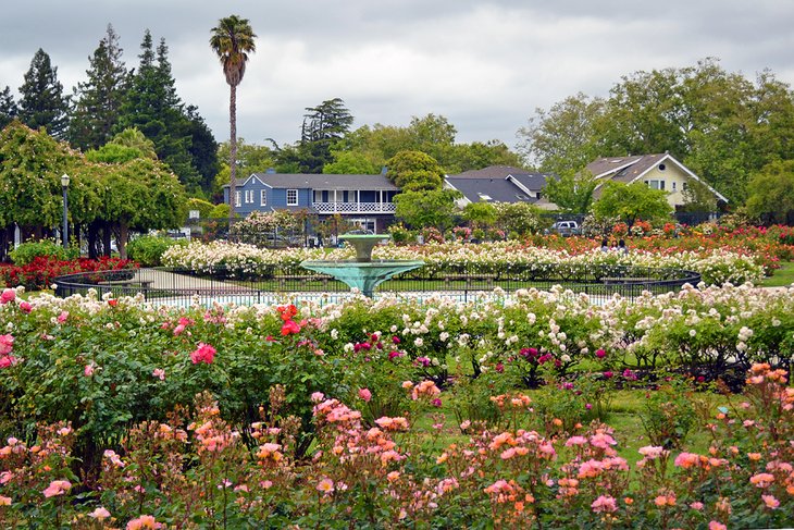 Fountain in the Municipal Rose Garden