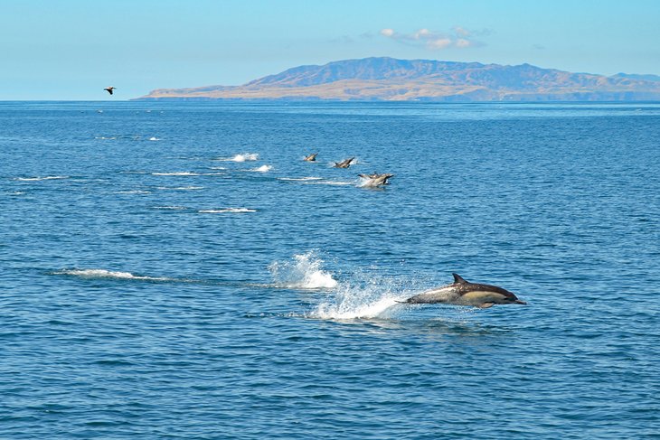 Dolphins, enroute to Santa Cruz Island