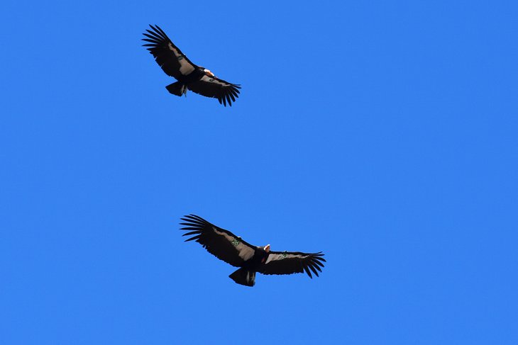 California Condors, Pinnacles National Park