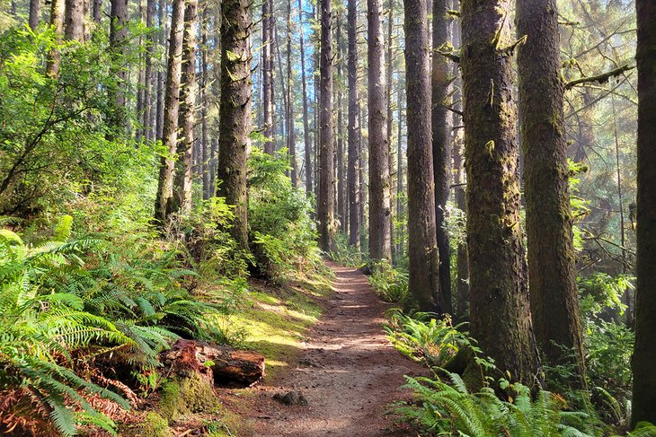 Prairie Creek Redwoods State Park