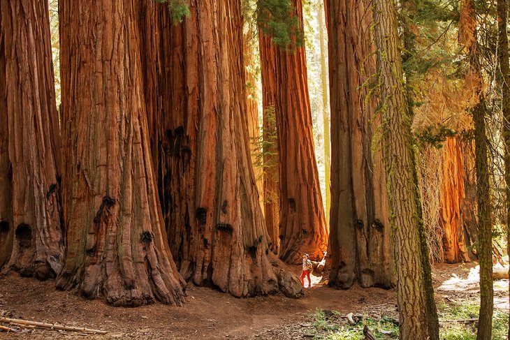 Hiker in Sequoia National Park