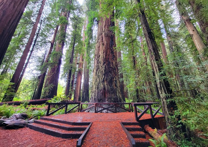 Jedediah Smith Redwoods State Park