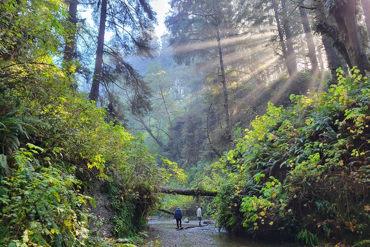 Fern Canyon, Prairie Creek Redwoods State Park