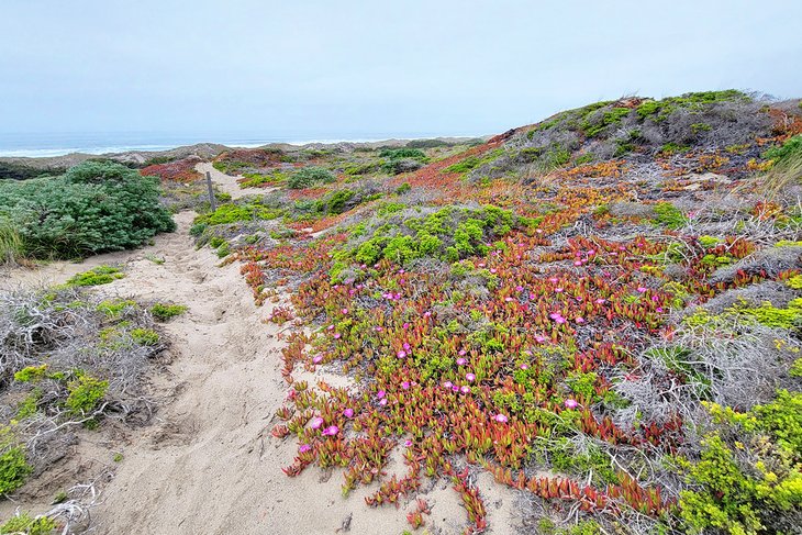 Bodega Dunes