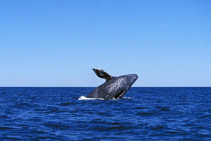 Gray whale breaching