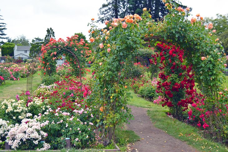 Arches of roses at the Municipal Rose Garden