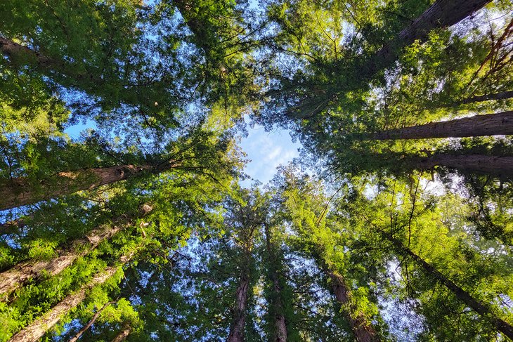 Giant redwoods in Henry Cowell Redwoods State Park