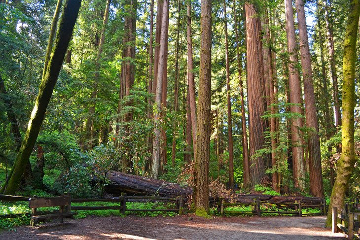 Redwood Grove Loop