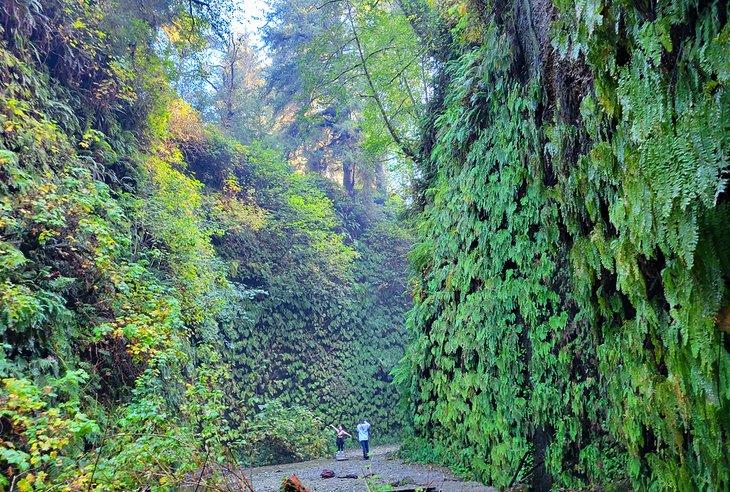 Fern Canyon, James Irvine Trail