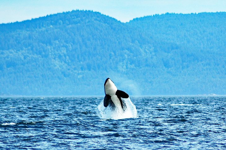 Orca breaching off Vancouver Island