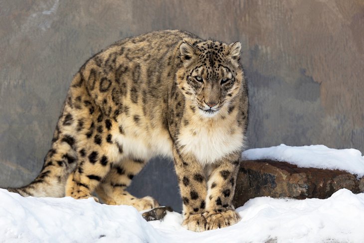 Snow leopard at Zoo de Granby