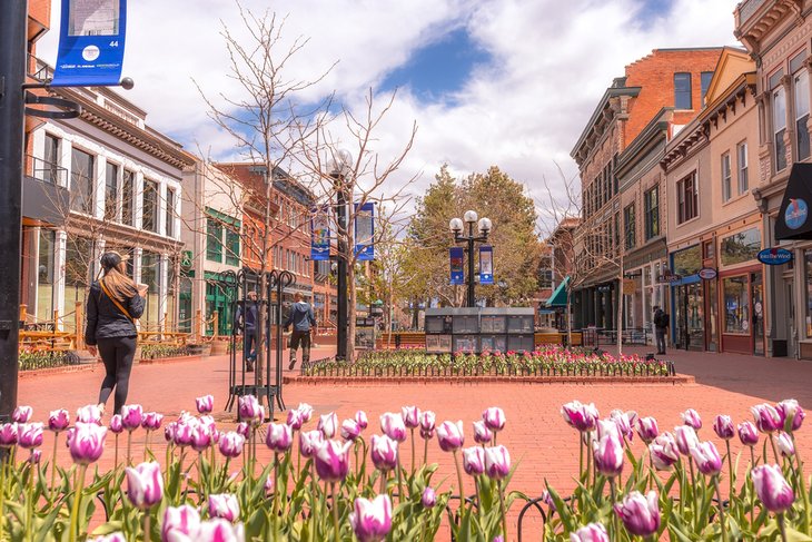 Tulips blooming on the Pearl Street Mall