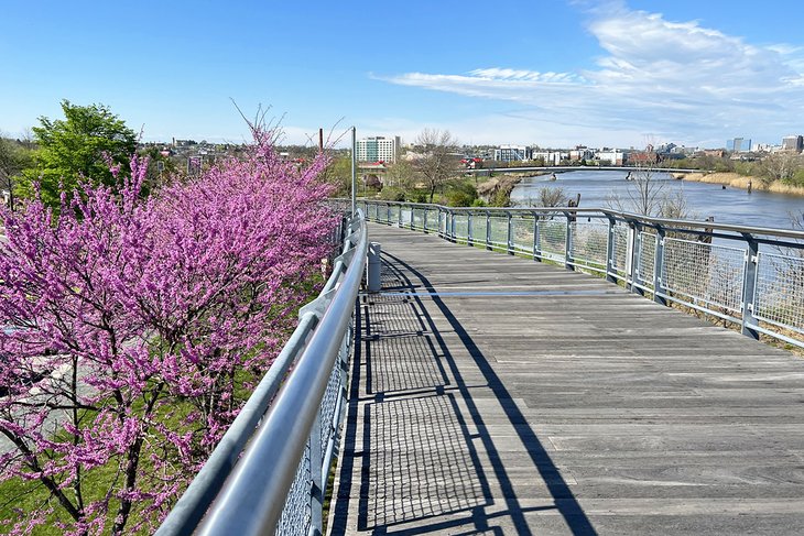 Cherry blossoms along Wilmington's Riverwalk