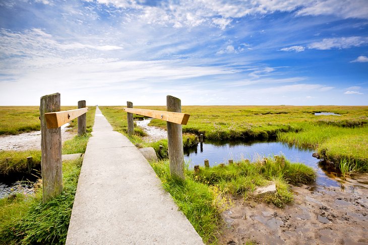 Walkway through a salt marsh in the Wadden Sea National Park