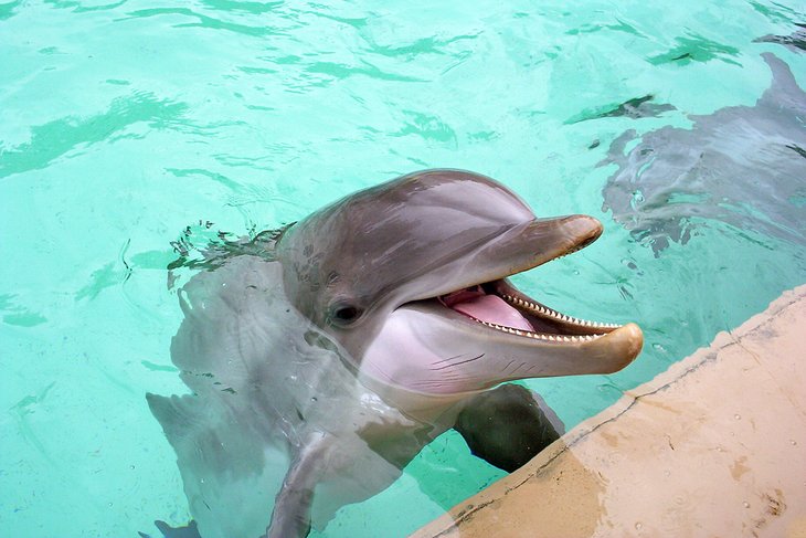 Dolphin at SeaWorld Orlando