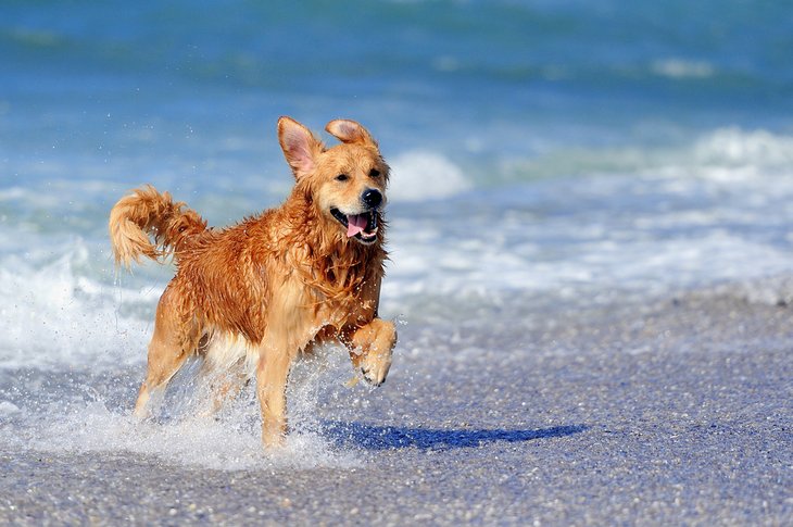 Dog enjoying the beach