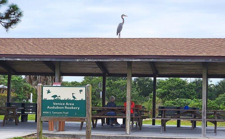 A heron on a picnic shelter at the Venice Area Audubon Rookery
