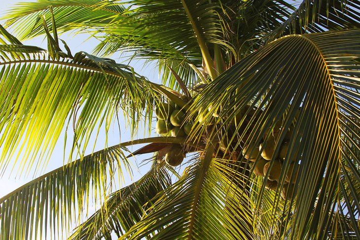 Coconut palm tree