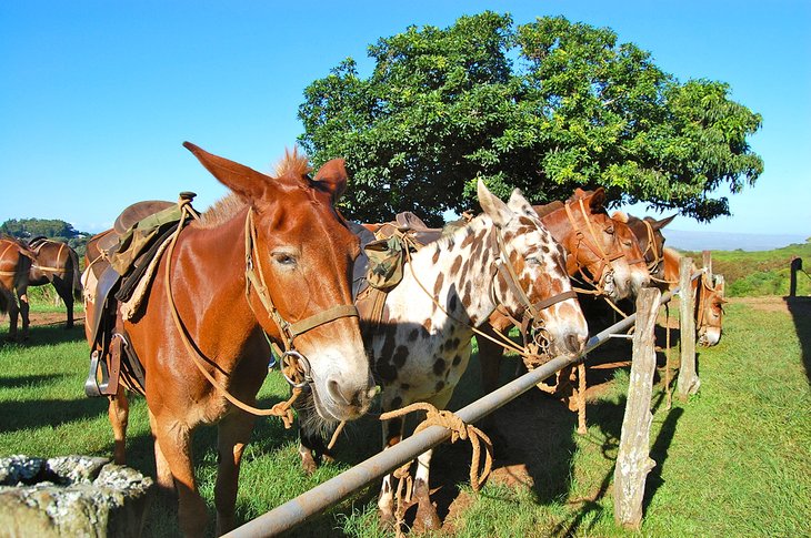 Molokai mules ready for a tour to Kalaupapa