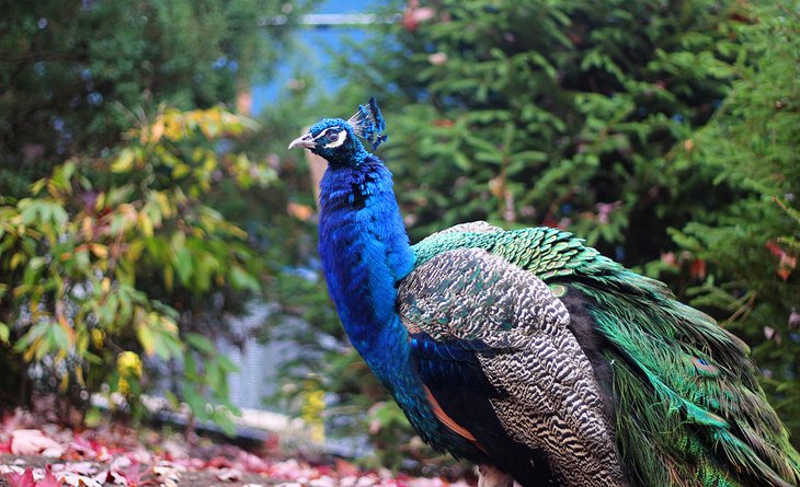 Peacock at the Turtle Back Zoo, West Orange, NJ